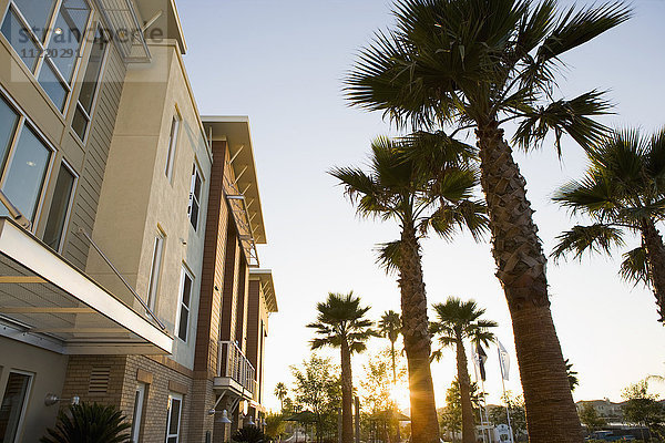Sonnenuntergang durch Palmen vor einem modernen Loft-Haus