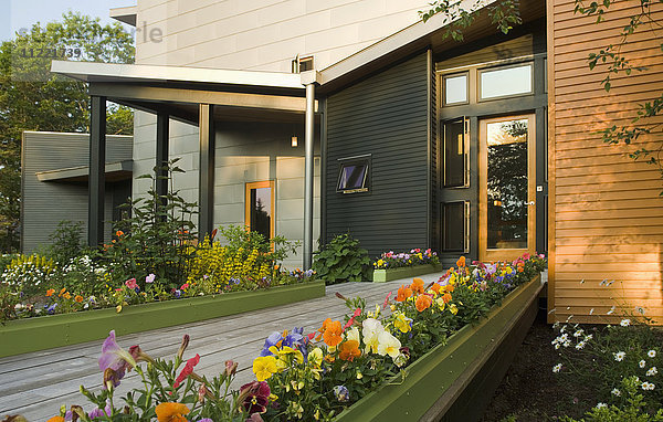 Blumenbeet mit Stiefmütterchen vor einem modernen Haus