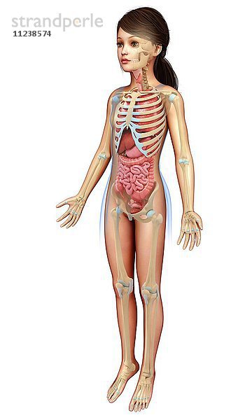 Weibliche Anatomie  Illustration