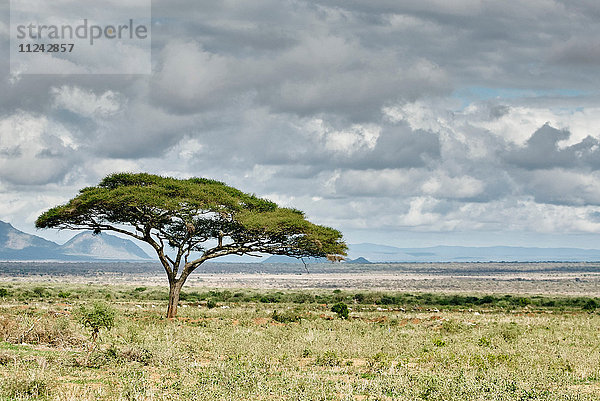 Einsamer Baum auf dem Feld  Tunesien