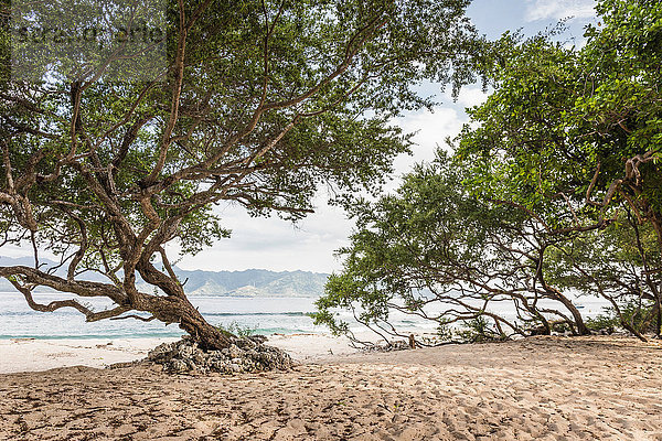 Bäume am Strand  Gili Meno  Lombok  Indonesien