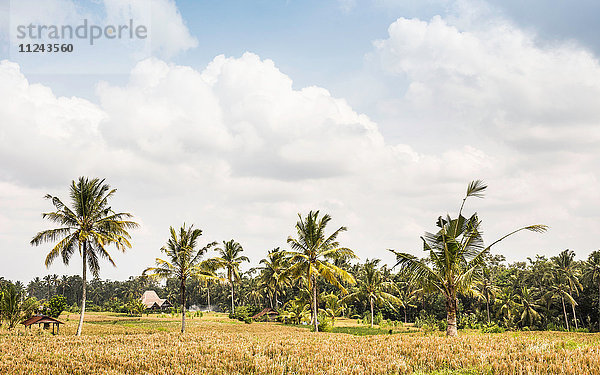 Landschaft mit Palmen  Gili Meno  Lombok  Indonesien
