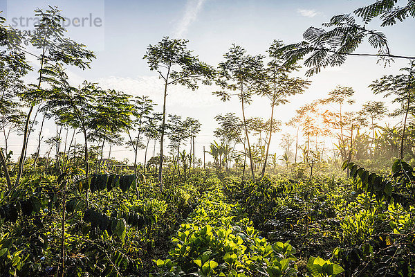 Sonnenbeschienene Kaffeeplantage  Wana Giri  Bali  Indonesien