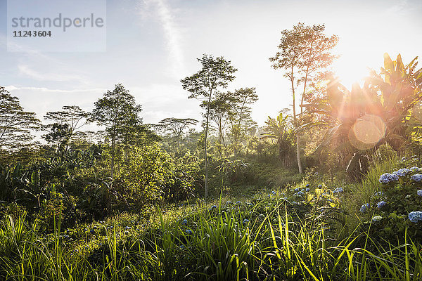 Sonniger Blick auf grüne Landschaft und Bäume  Wana Giri  Bali  Indonesien