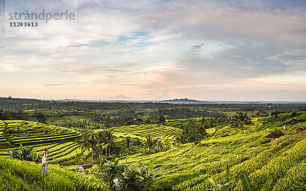 Erhöhte Ansicht der Reisterrassen von Jatiluwih  Bali  Indonesien