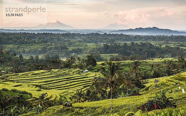 Jatiluwih  Bali  Indonesien