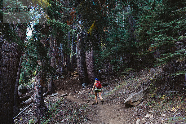 Frau wandert durch den Wald  Rückansicht  Mineral King  Sequoia National Park  Kalifornien  USA