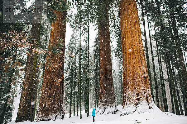 Frau an Baumriesen in schneebedecktem Wald  Sequoia-Nationalpark  Kalifornien  USA