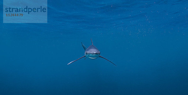 Unterwasseransicht des Blauhais  San Diego  Kalifornien  USA