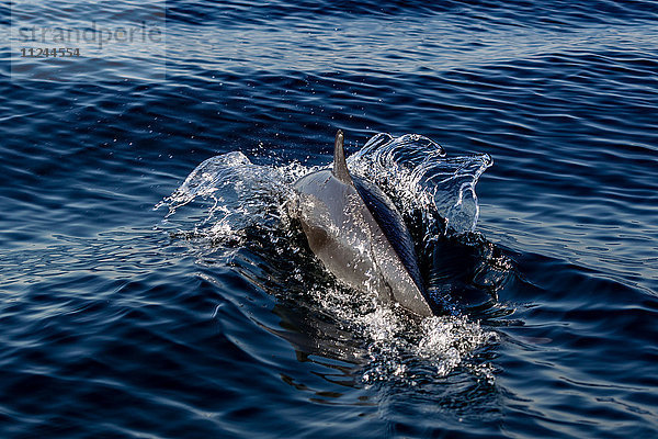 Pantropische Delphin-Durchbrüche für die Luft  Port St. Johns  Südafrika