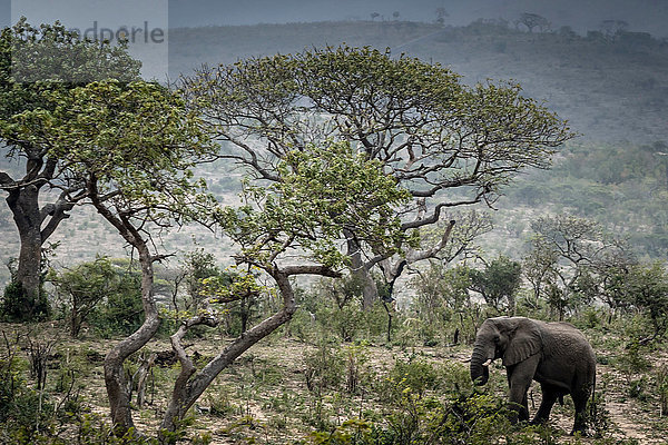 Afrikanischer Wildelefant frisst Blätter  Hluhluwe-Imfolozi-Park  Südafrika