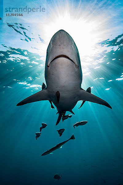 Großer ozeanischer Schwarzspitzen-Hochseehai (Carcharhinus Limbatus)  der nahe der Meeresoberfläche schwimmt  Aliwal Shoal  Südafrika