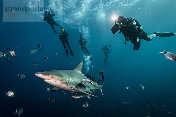 Begegnung von Tauchern mit dem grossen Ozeanischen Schwarzspitzenhai (Carcharhinus Limbatus)  Aliwal Shoal  Südafrika