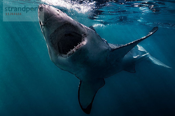 Weißer Hai (Carcharodon Carcharias) schwimmt nahe der Meeresoberfläche  Gansbaai  Südafrika