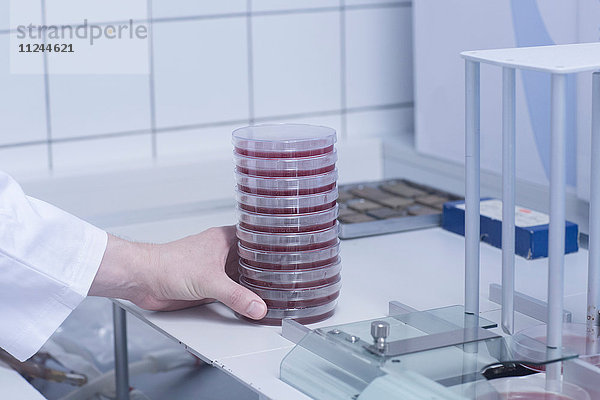 Wissenschaftlerin arrangiert Petrischale mit Probe für Tests