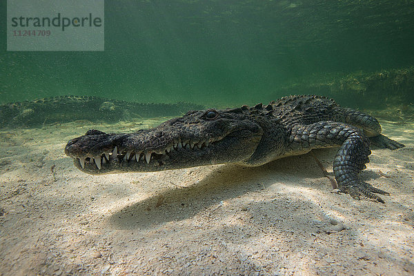 Zwei amerikanische Krokodile (Crodoylus acutus) in den Untiefen des Chinchorro-Atolls  Mexiko