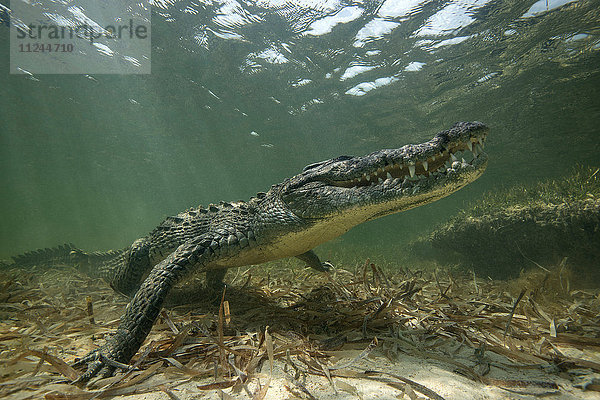 Amerikanisches Krokodil (Crodoylus acutus) in den Untiefen des Chinchorro-Atolls  Mexiko