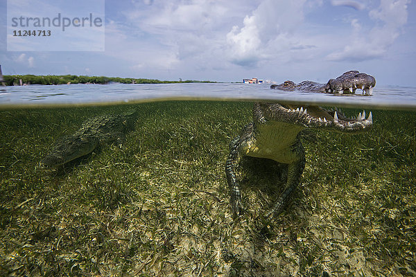 Amerikanisches Krokodil (Crodoylus acutus) in den Untiefen des Chinchorro-Atolls  Mexiko