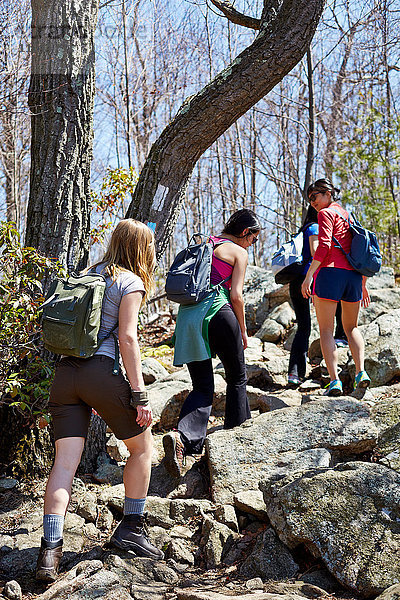 Rückansicht von vier weiblichen Wanderern  die im Wald wandern  Harriman State Park  New York State  USA