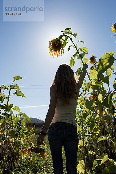 Rückansicht einer jungen Frau  die Sonnenblumenstängel im Feld auf einem Biobetrieb hält