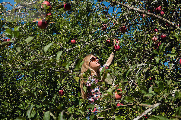 Junge Frau pflückt Äpfel im Obstgarten eines Biobetriebs