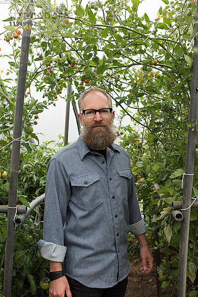 Porträt eines reifen Mannes mit Tomatenpflanzen in einem Biobetrieb-Polytunnel