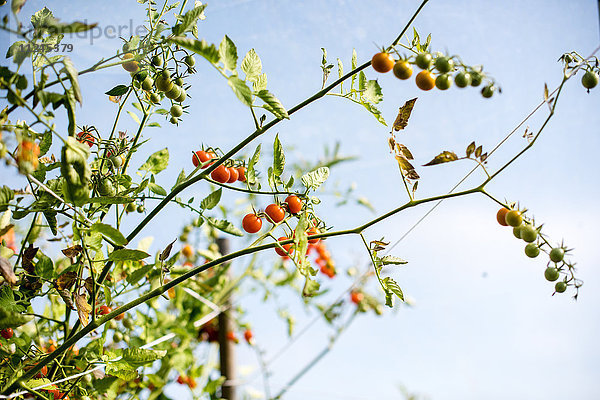 Strauchtomaten an Tomatenpflanze gegen blauen Himmel