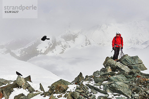 Mann auf dem Gipfel eines schneebedeckten Berges schaut Vogel im Flug an  Saas Fee  Schweiz