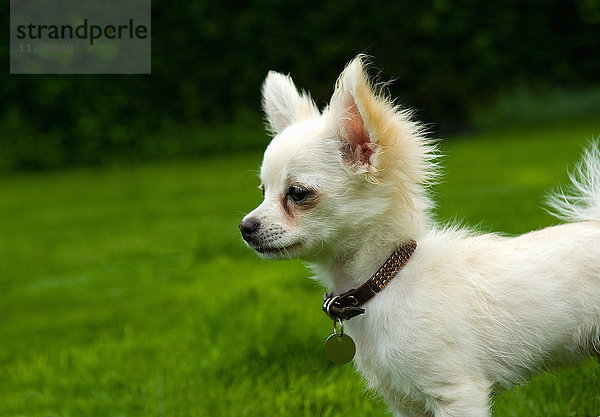 Langhaariger Chihuahua auf Gras stehend