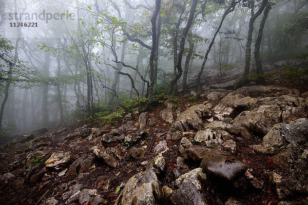 Nebliger Wald und Felsen  Krim  Ukraine