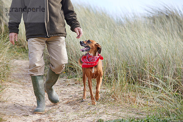 Mann geht mit seinem Haushund auf Sanddünen spazieren  Constantine Bay  Cornwall  UK