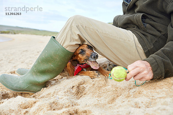 Mann und Haushund am Strand sitzend  Constantine Bay  Cornwall  UK