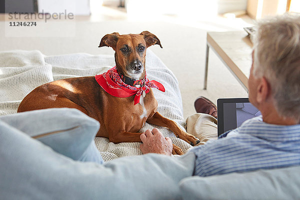 Hund beobachtet Besitzer bei der Verwendung eines digitalen Tablets