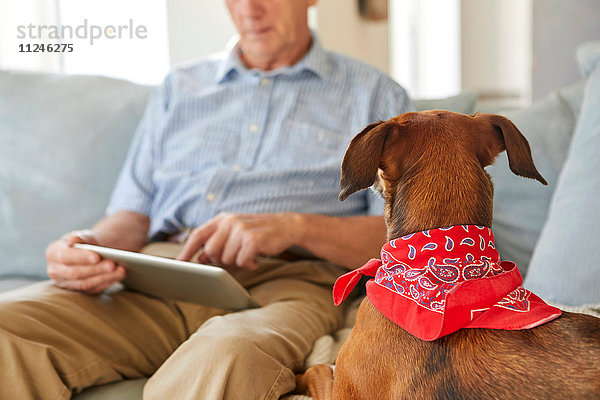 Hund beobachtet Besitzer bei der Verwendung eines digitalen Tablets