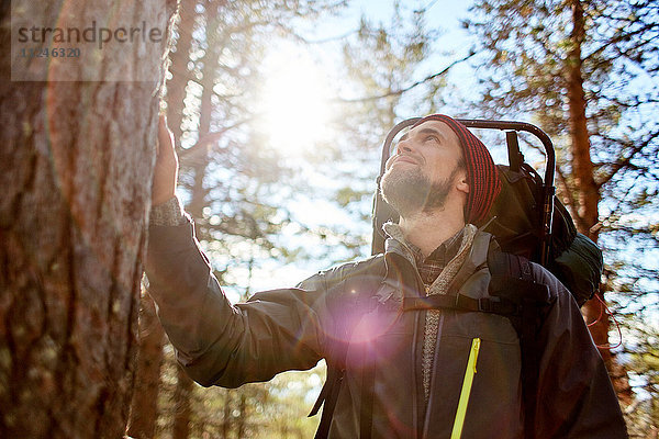 Wanderer mit Blick auf den Baum  Keimiotunturi  Lappland  Finnland