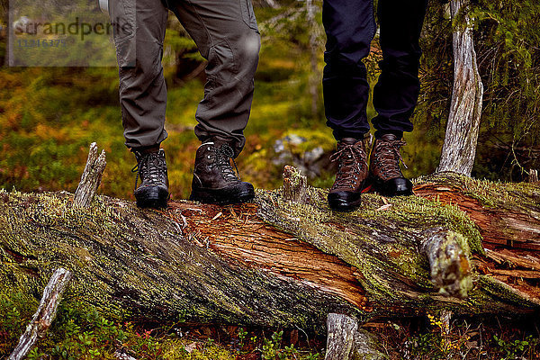 Wanderer auf umgestürztem Baum stehend  Sarkitunturi  Lappland  Finnland