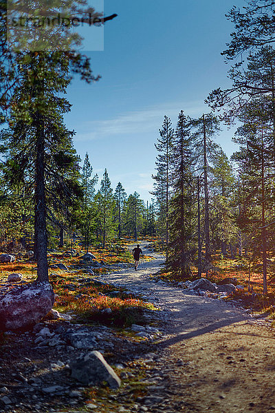 Im Wald laufender Mann  Sarkitunturi  Lappland  Finnland