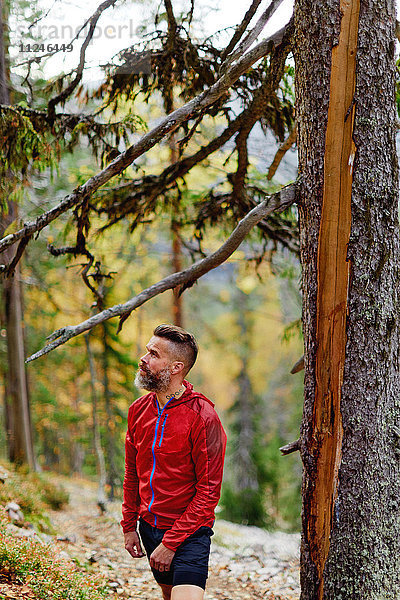 Wanderer rastet am Baum im Wald  Kesankitunturi  Lappland  Finnland