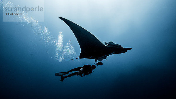 Unterwasseransicht eines Tauchers  der mit dem Riesenmantarochen schwimmt