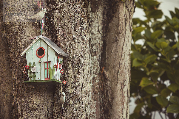 Vogelhaus am Baumstamm  Keitum  Sylt  Schleswig-Holstein  Deutschland  Europa