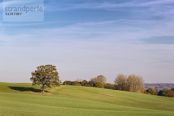 Herbstlandschaft  Kreis Rendsburg-Eckernförde  Deutschland  Europa