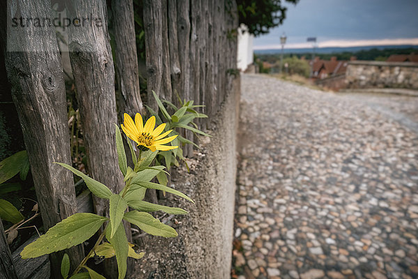 Sonnenblume am Holzaun  Münzenberg  Quedlinburg  Sachsen-Anhalt  Deutschland  Europa