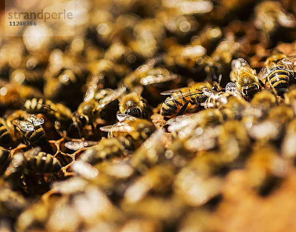 Nahaufnahme von Bienen auf einer Honigwabe