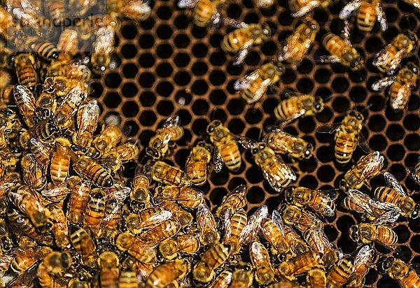 Nahaufnahme von Bienen auf einer Honigwabe