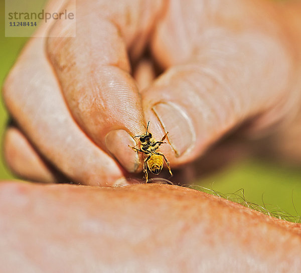 Imker hält Honigbiene