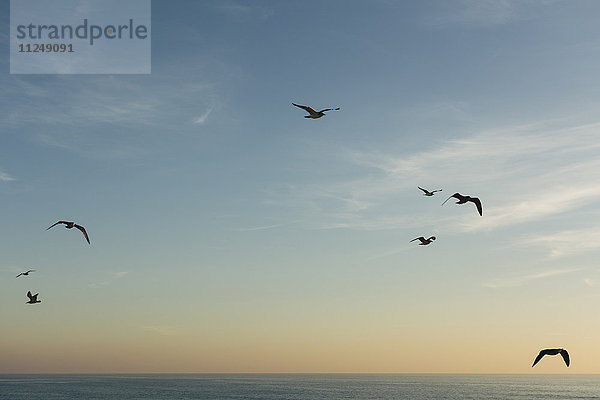 Vögel fliegen gegen blauen Himmel bei Sonnenuntergang