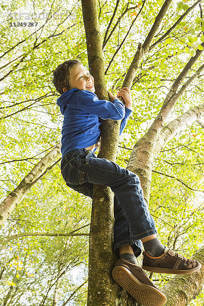 Junge (6-7)  der auf einen Baum klettert