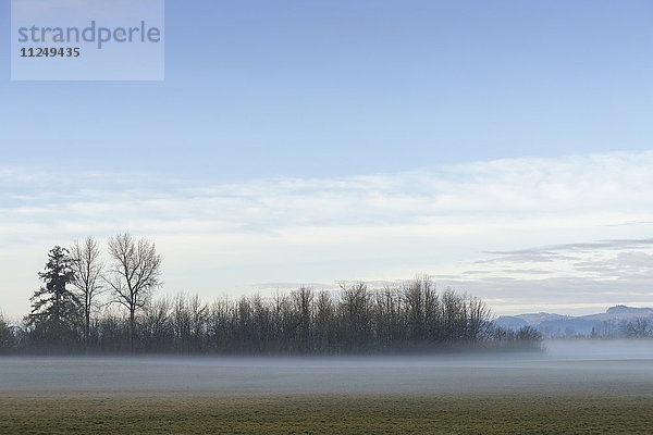 Nebel über einer Wiese mit kahlen Bäumen im Hintergrund
