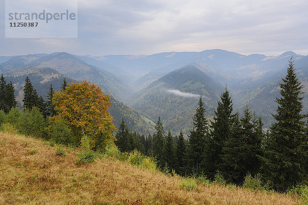 Landschaft mit Bergen und Wald im Nebel