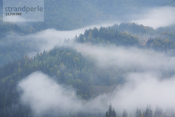 Landschaft mit Wald im Nebel